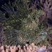 rhinopias_lacy_crci_mb_h_0010_png1793.jpg